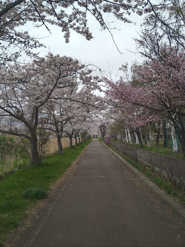 サイクリングロード桜並木