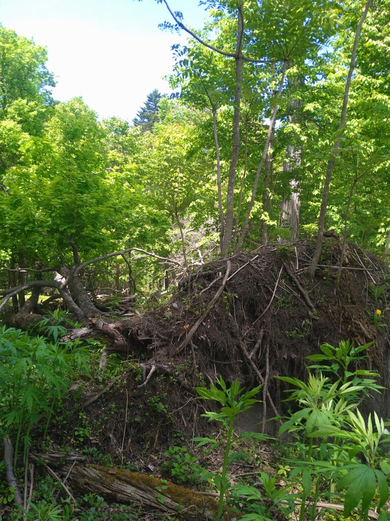 巨木アカエゾマツの根