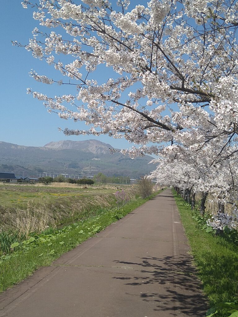 風のメモリー桜と有珠山