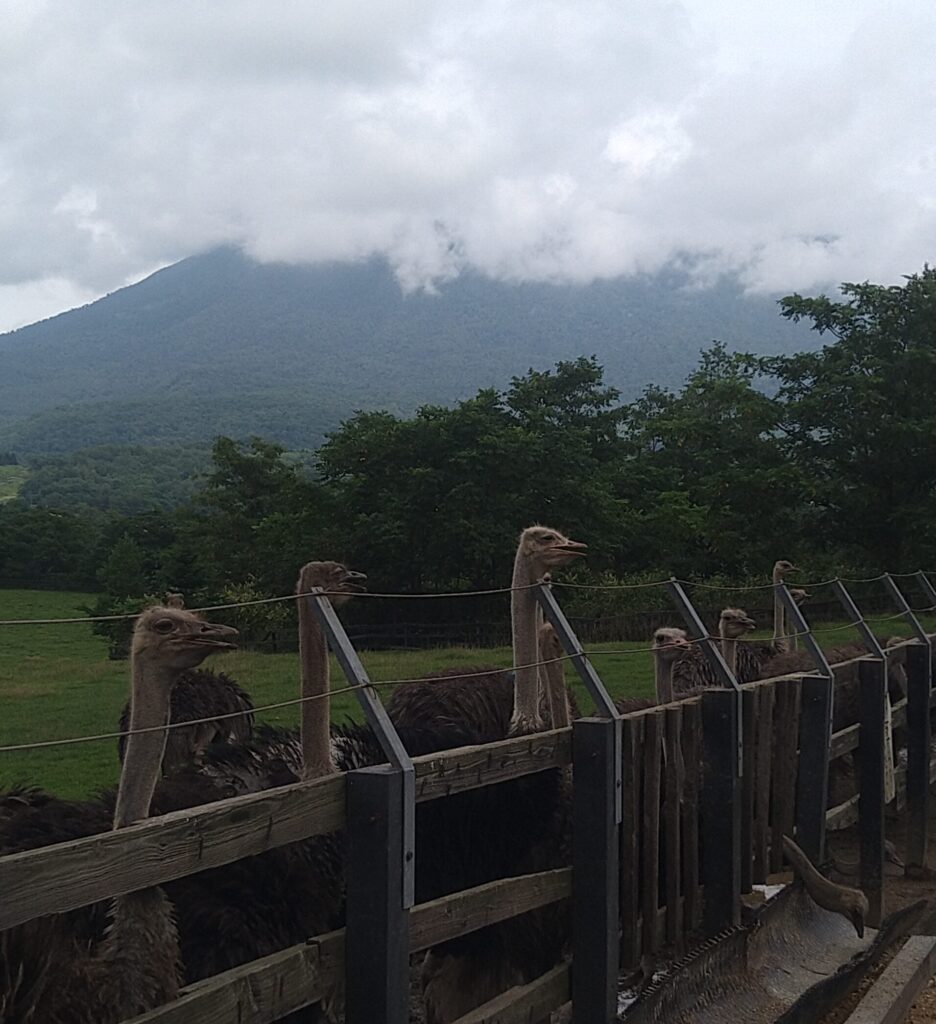 羊蹄山とだちょう