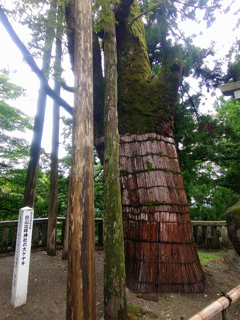 大けやきの木