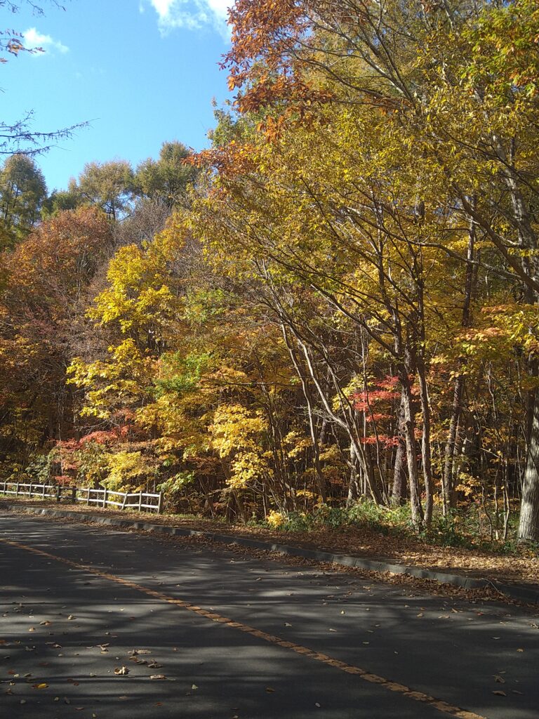 道道338号線大沼公園線の紅葉2