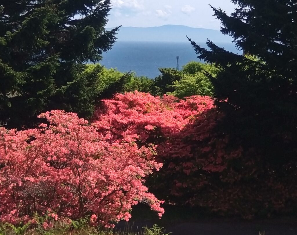 海とつつじ