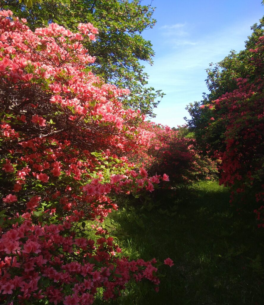 並木