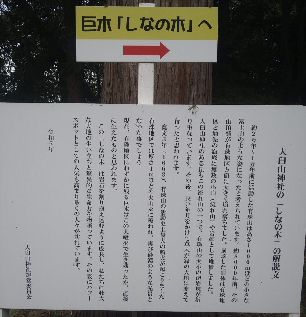 しなの木解説文