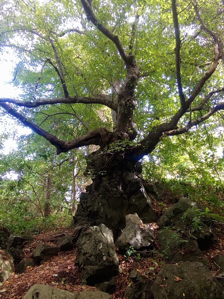 巨木「しなの木」