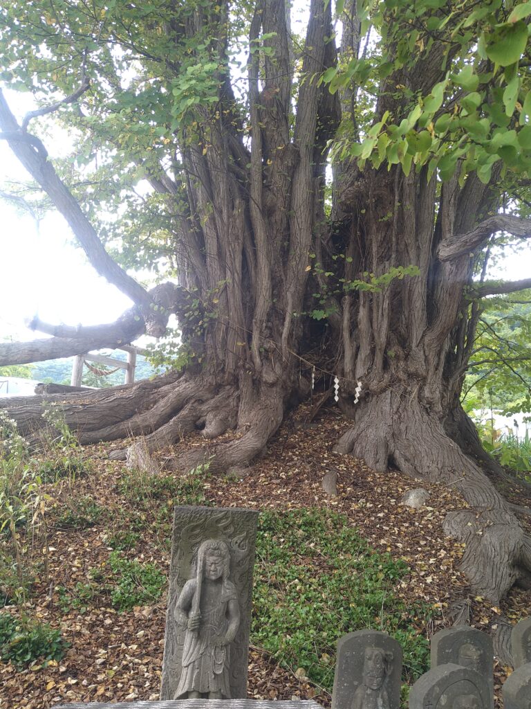 不動明王と桂の樹