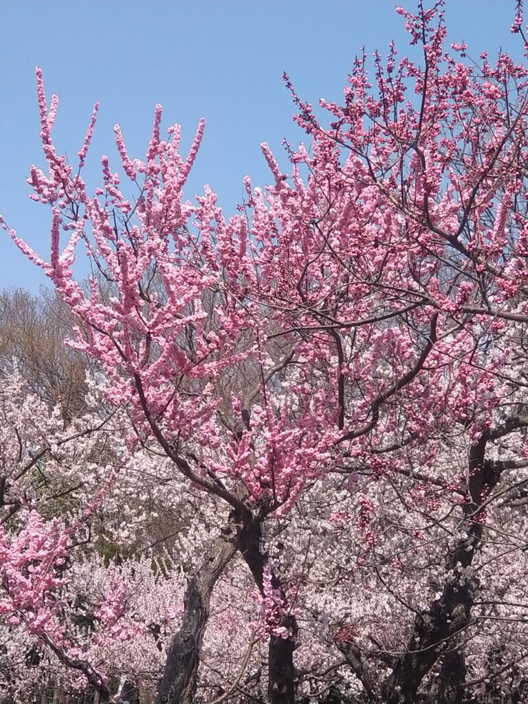 桜と梅