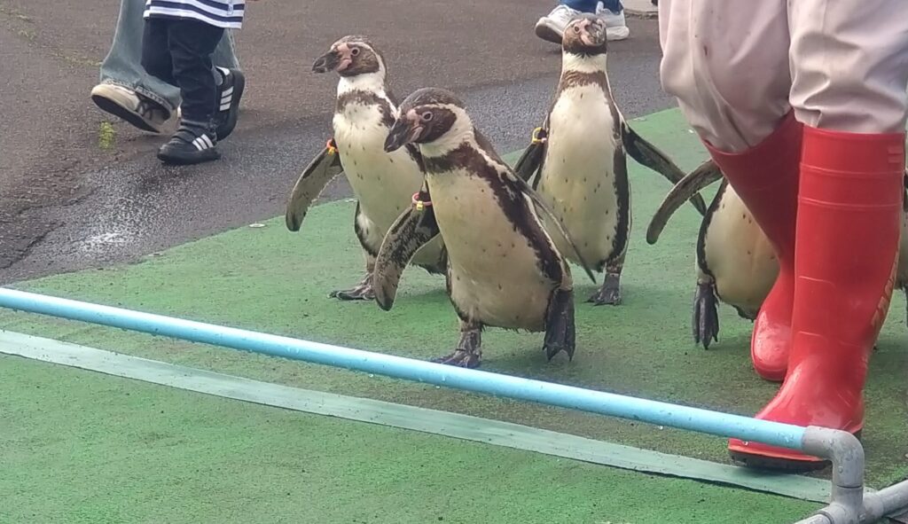 ペンギンの行進
