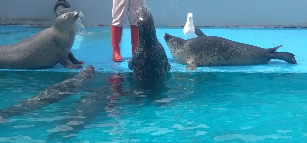 アザラシの餌やり
